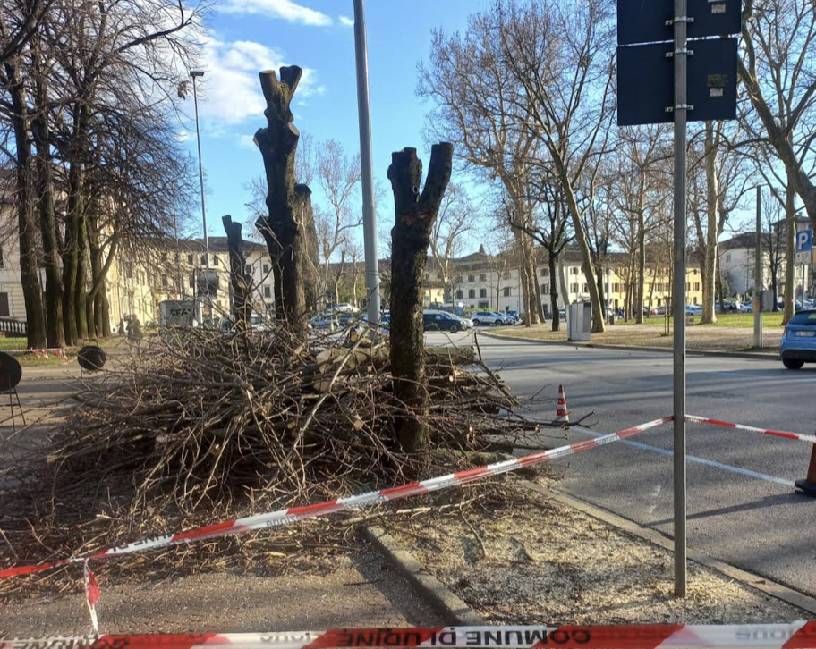 Udine, abbattuti 7 ippocastani in piazza Primo Maggio