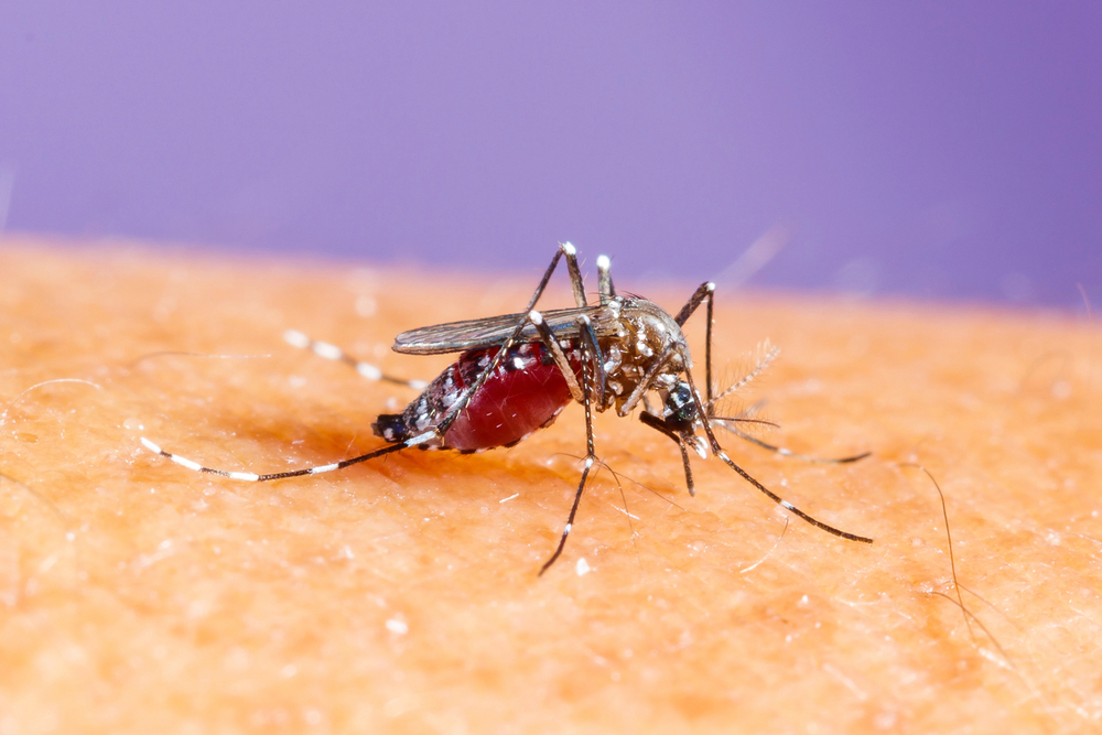Zanzara - Allarme Dengue in Friuli-Venezia Giulia, Regione interviene con vaccino e disinfestazione