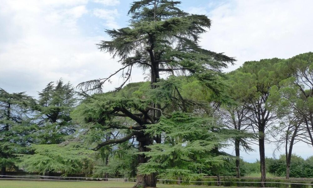 Alberi monumentali