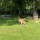 Nuovi arrivi al Parco Zoo: i canguri rossi