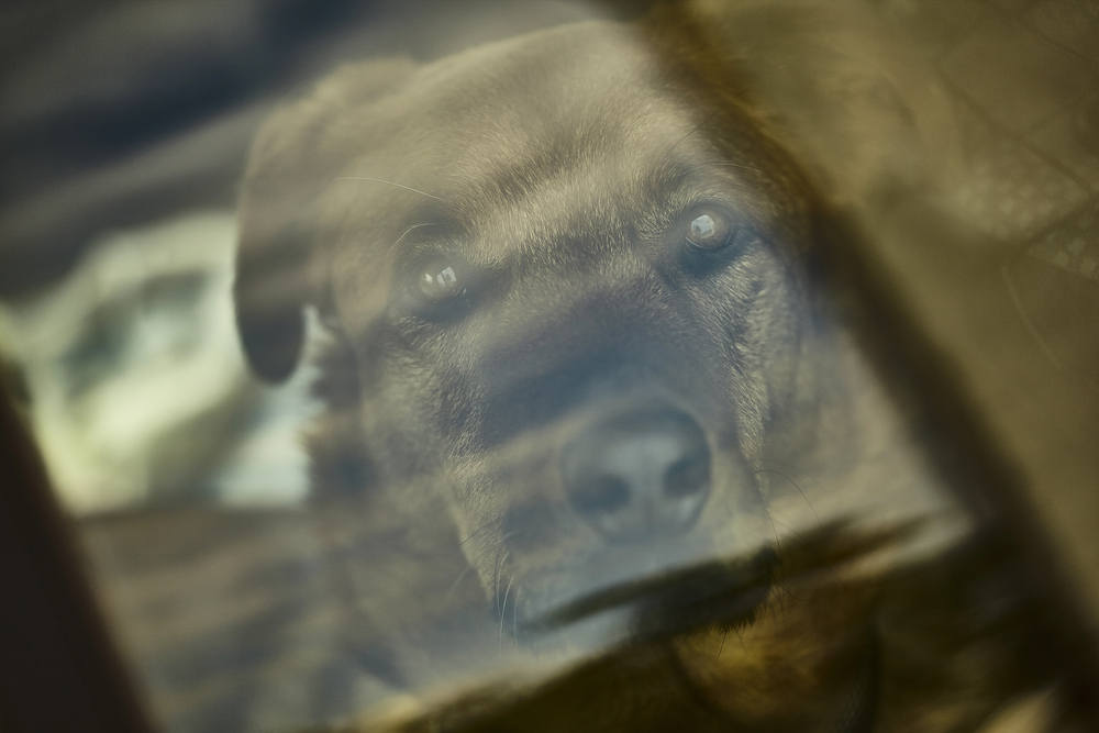 Cane dentro la macchina