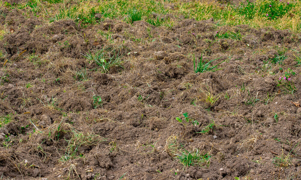 Campo distrutto dai cinghiali - assemblea coldiretti