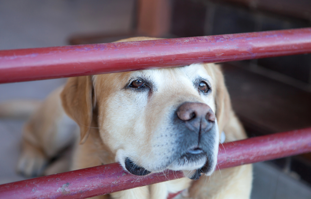 Labrador in gabbia