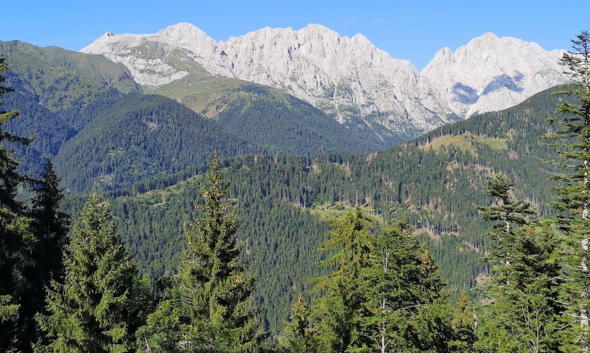 Foresta Friuli-Venezia Giulia - gestione forestale