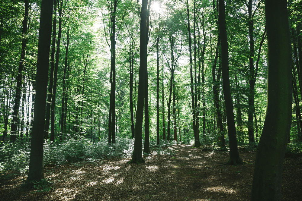 Bosco - Riorganizzazione e nuovo comandante del Corpo forestale FVG