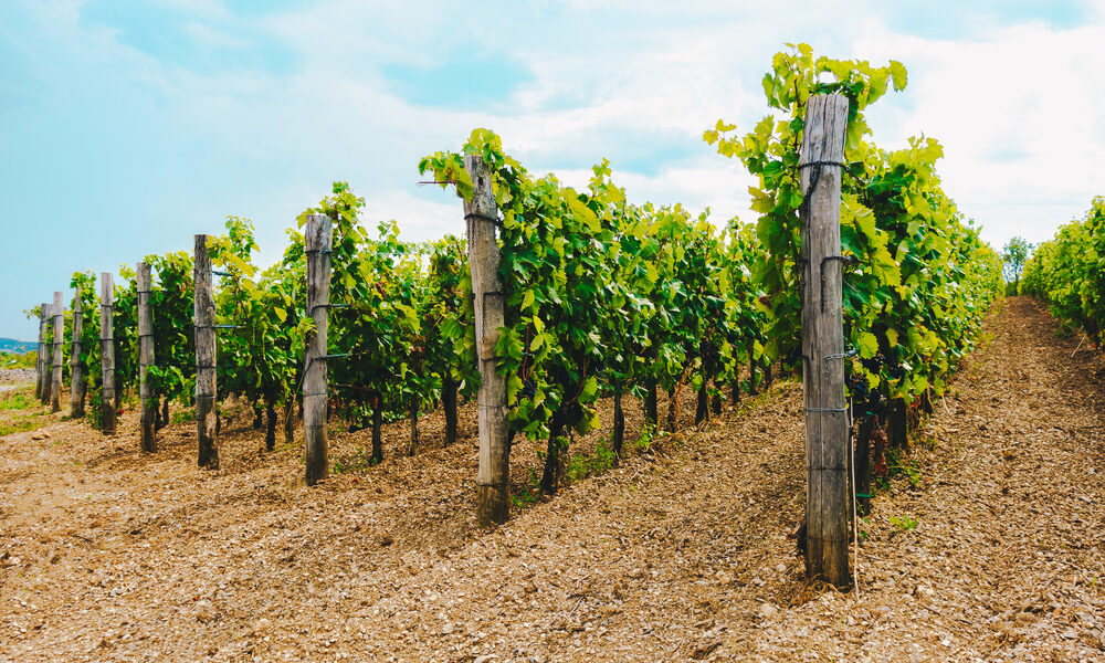 Vigneto - Pucinum, il vino dell’Imperatrice Livia si rinnova nel rispetto della tradizione