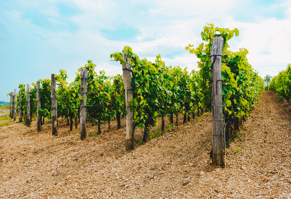 Vigneto - Pucinum, il vino dell’Imperatrice Livia si rinnova nel rispetto della tradizione