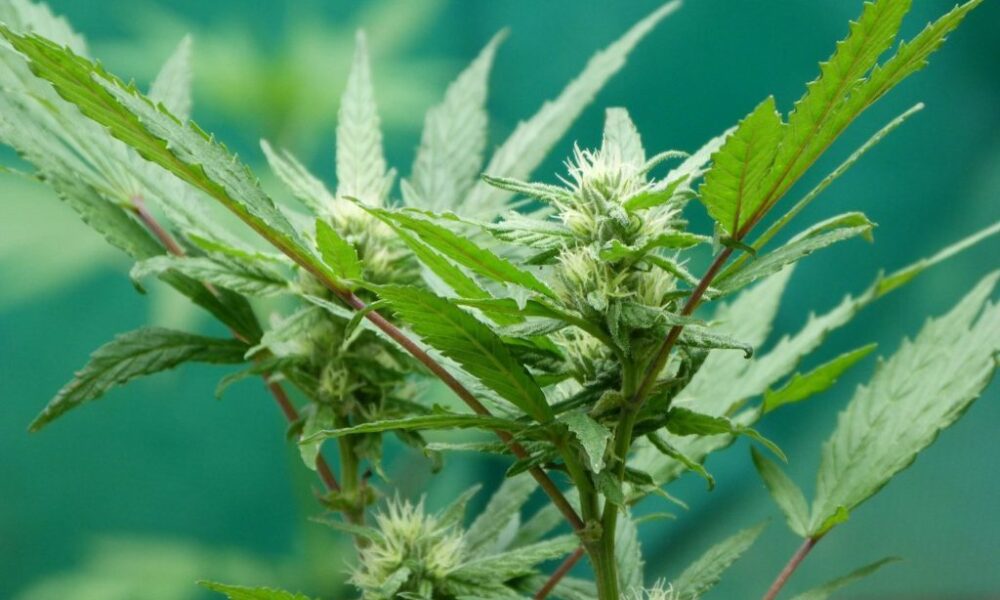 Fiore di Cannabis sativa - canapa industriale