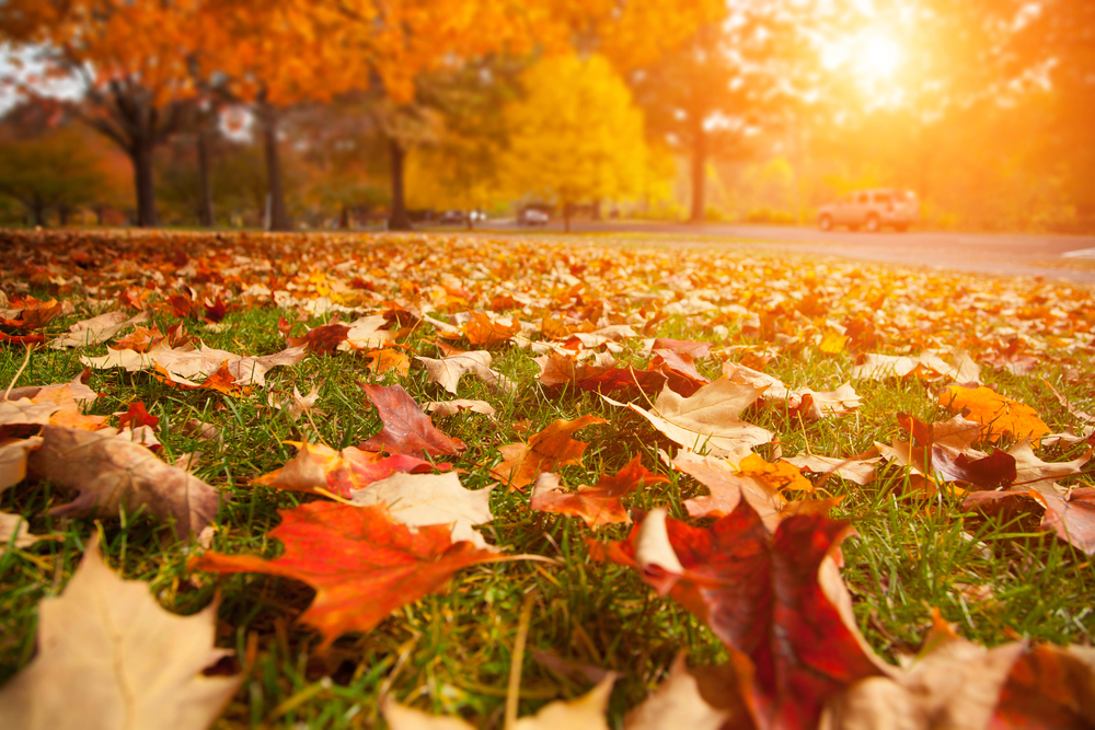 Bella giornata autunnale