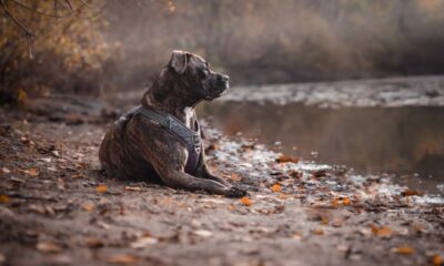 Cane di grossa taglia