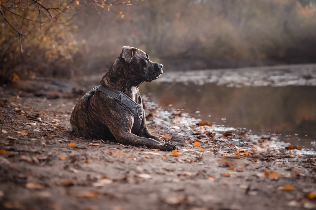 Cane di grossa taglia