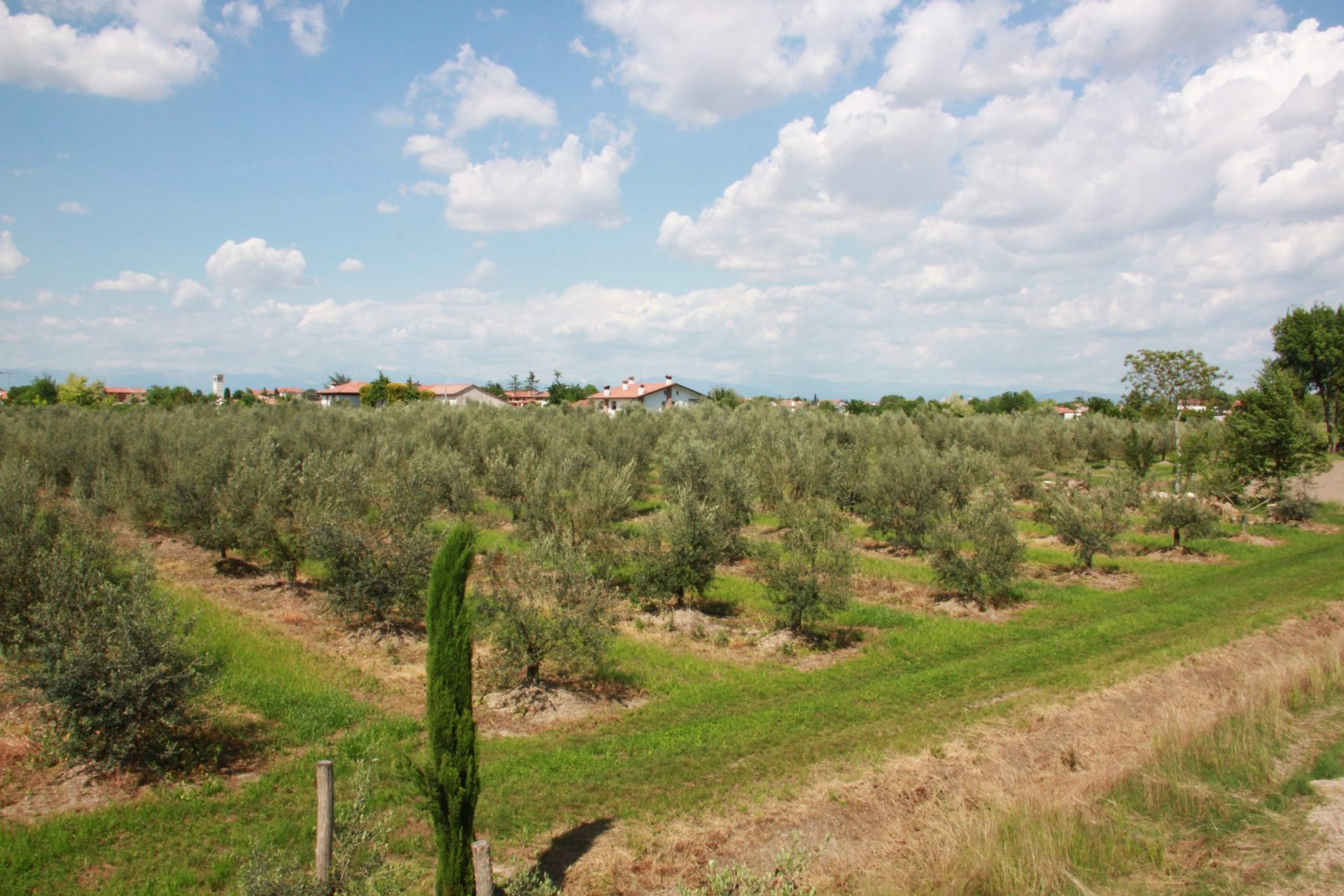 Oliveti nella pianura friulana