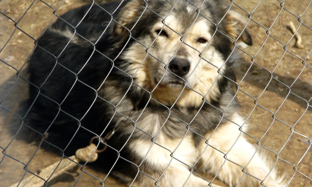 Cane maltrattato - maltrattamento di animali fvg