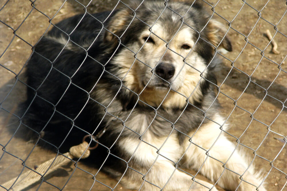 Cane maltrattato - maltrattamento di animali fvg