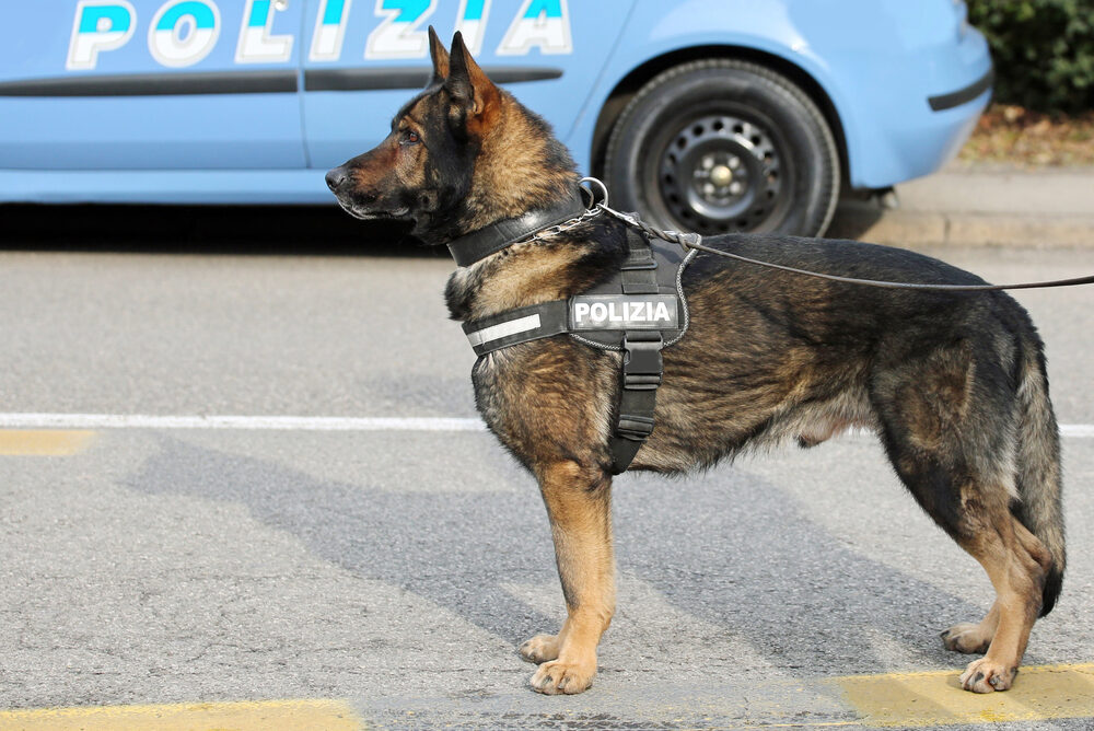 Unità cinofila della polizia