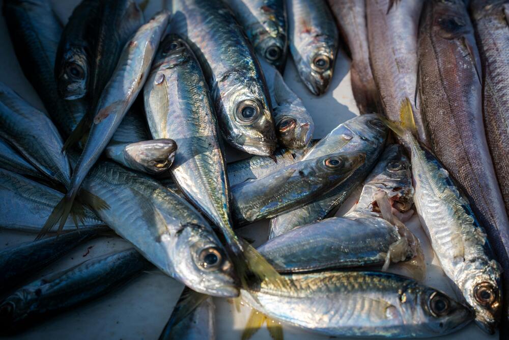 Pesce - sequestro pesce Trieste