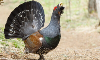 Gallo cedrone nel bosco