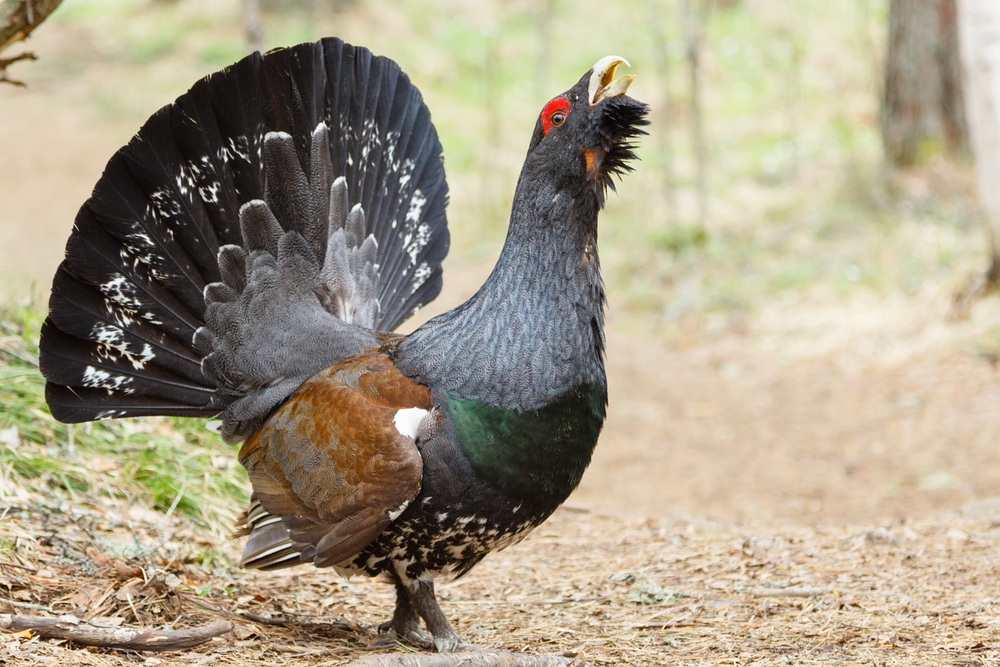 Gallo cedrone nel bosco