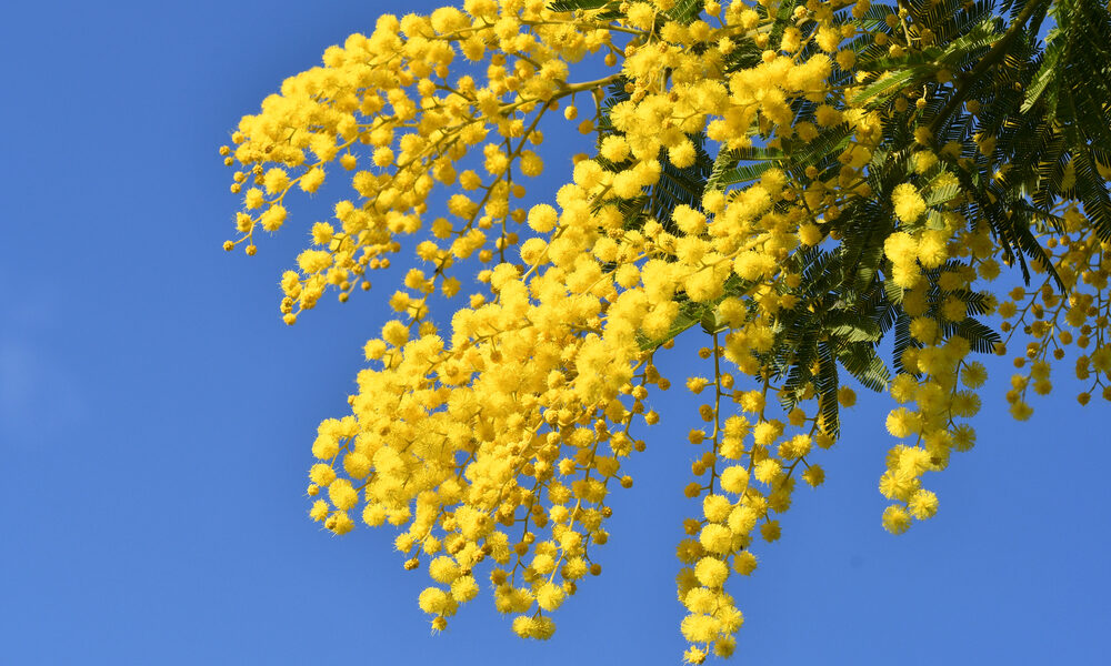 Albero di mimosa