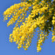 Albero di mimosa