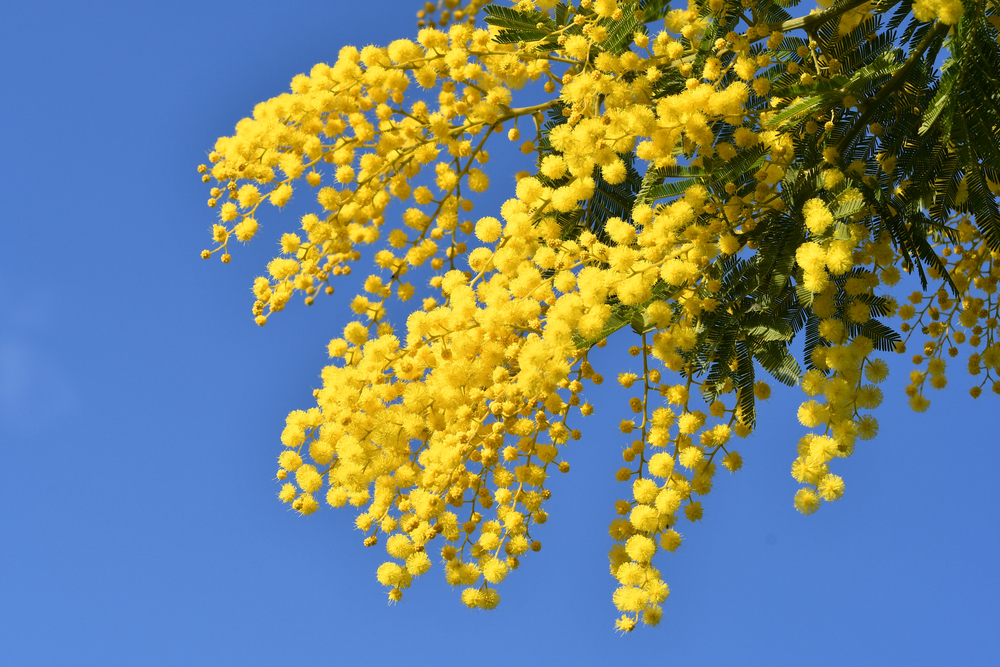 Albero di mimosa